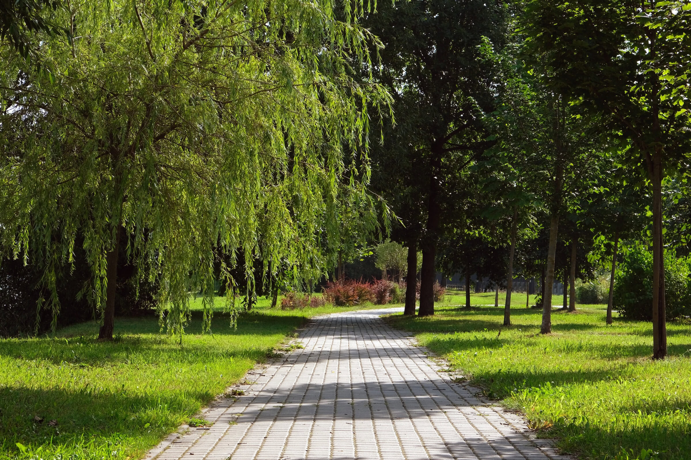 Empty path in a summer city park with trees and green grass.