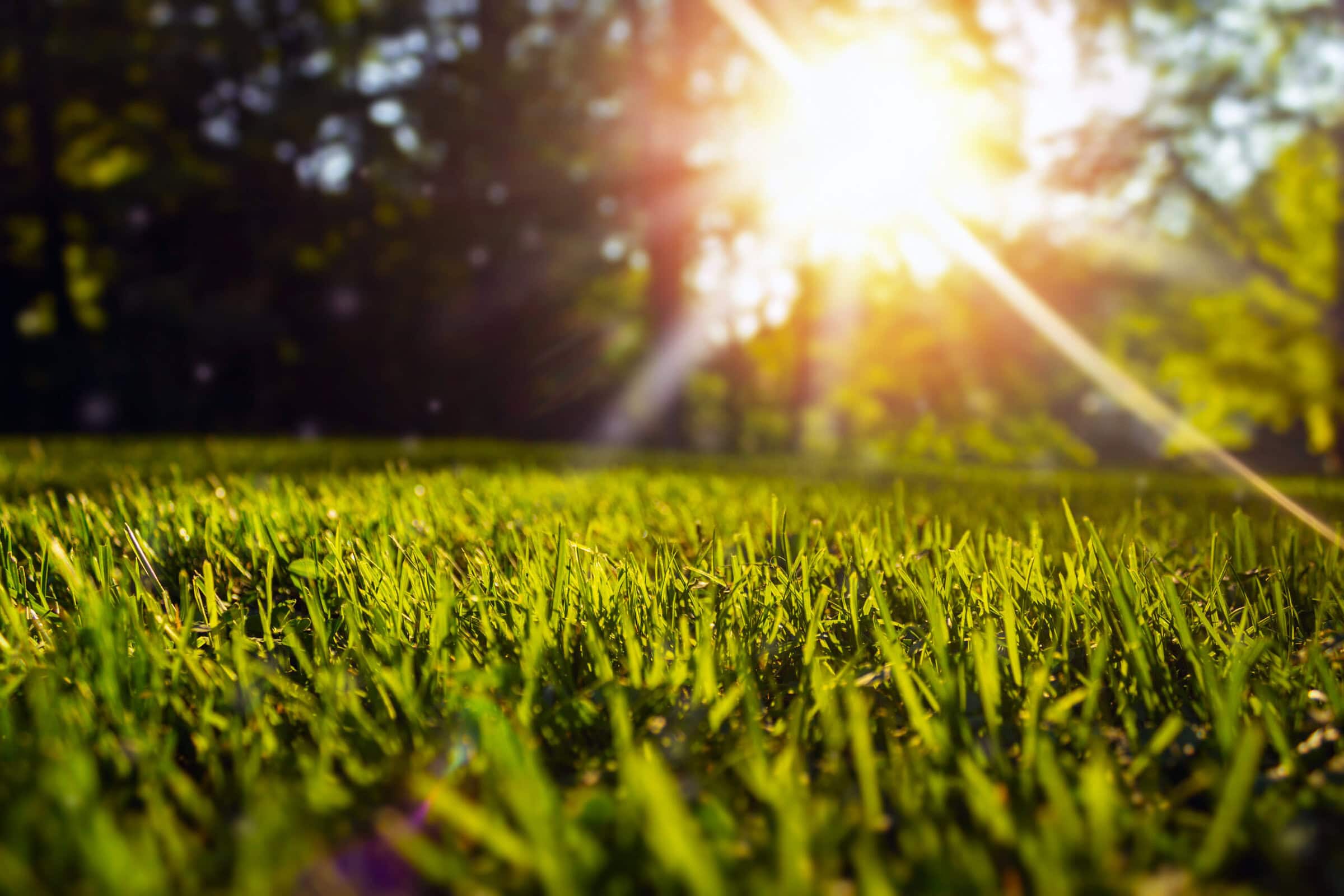 Tranquil fresh cut grass