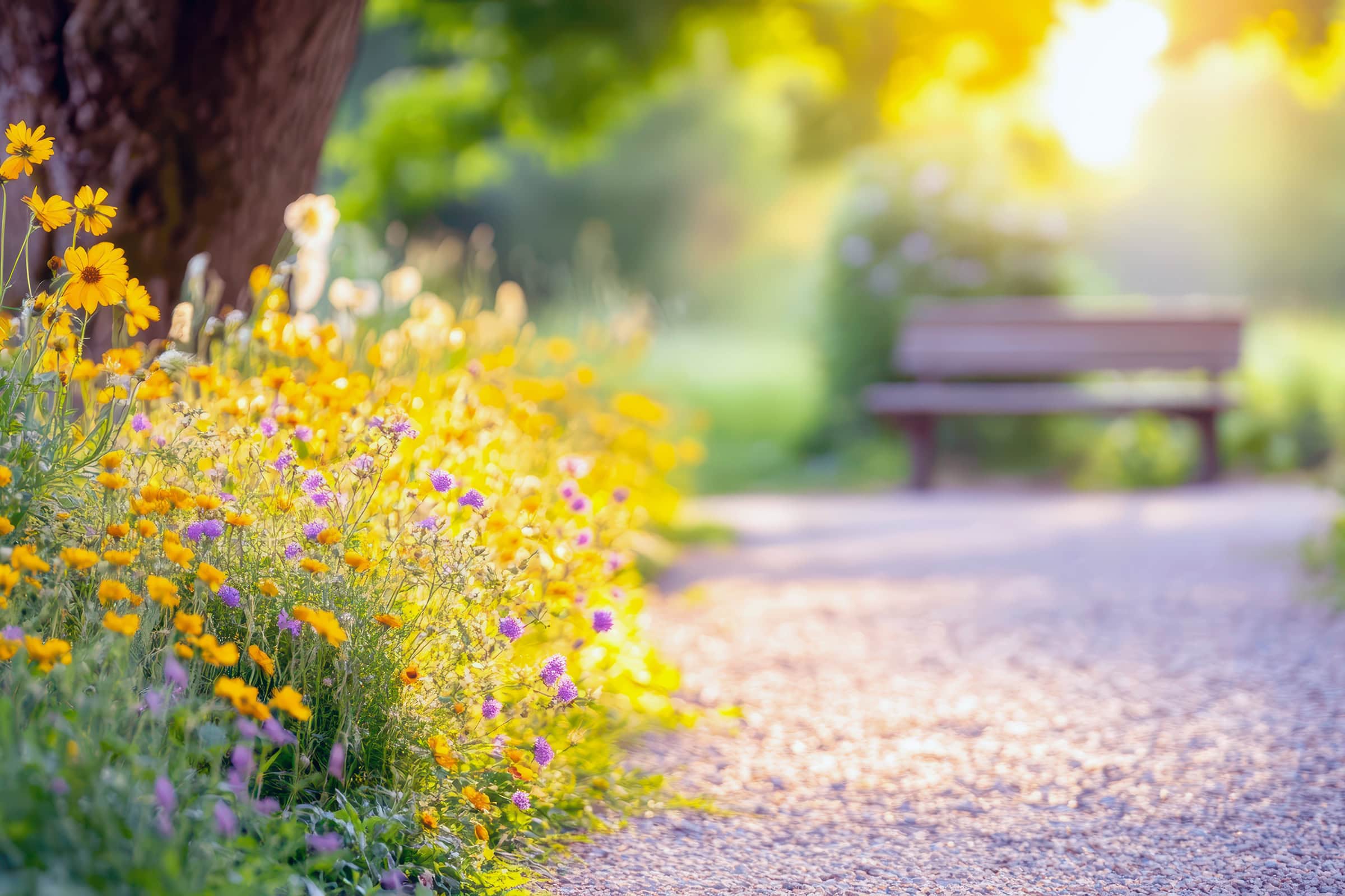 blooming-flowers-and-bench Wooden bench in a sunlit park surrounded by blooming pink flowers. Bright sunlight filters through the green trees. Peaceful nature concept.