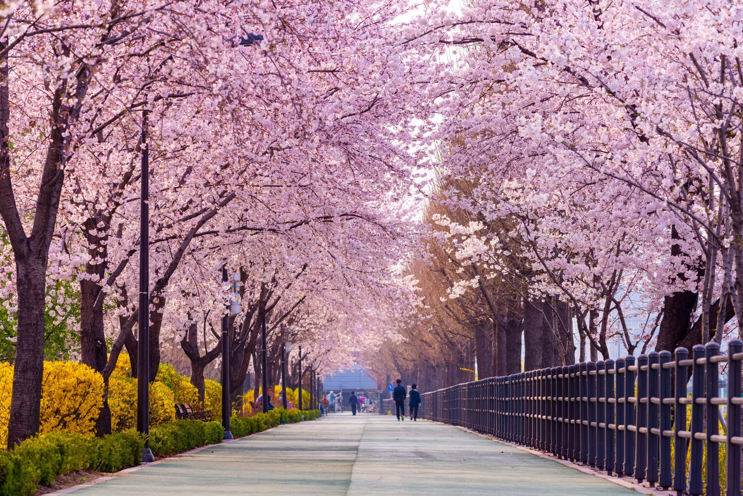 Cherry blossom trees blooming in Seoul, South Korea.