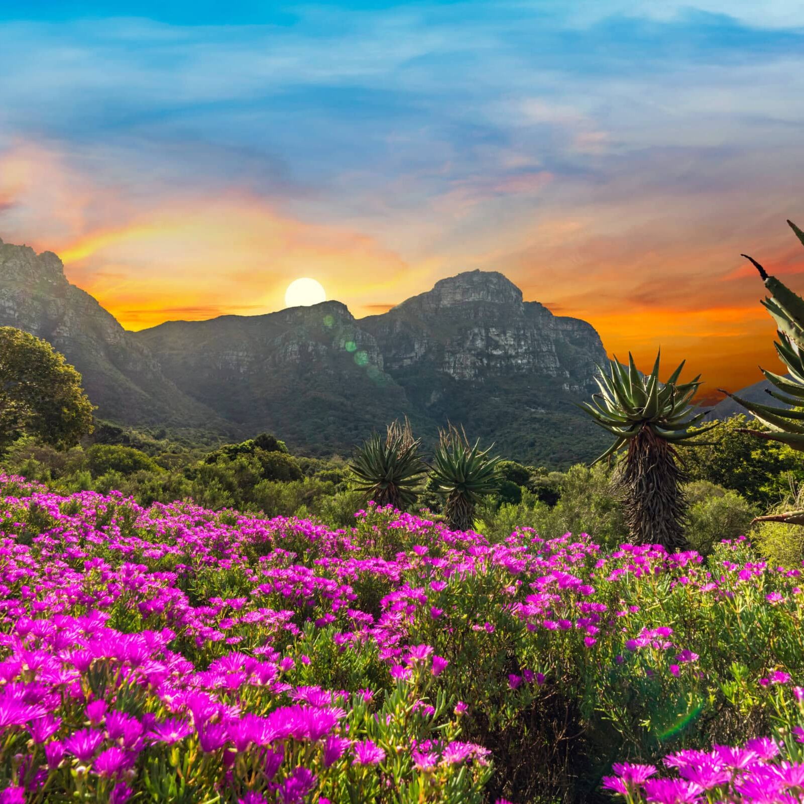 Kirstenbosch National Botanical Garden during sunset in Cape Town South Africa